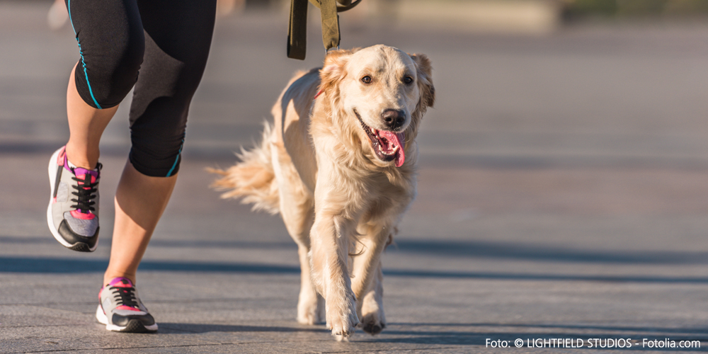 Lauftraining mit Hund: Tipps für das Joggen mit dem Haustier.