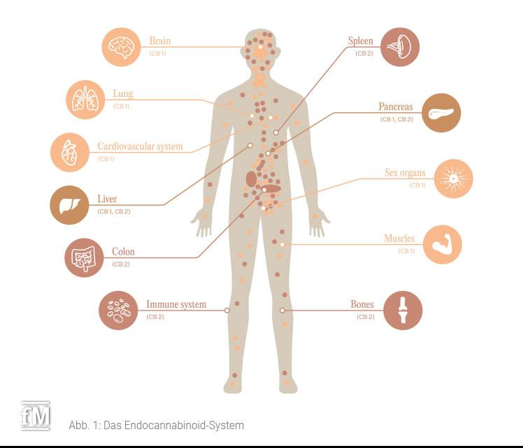 Das Endocannabinoid-System (ECS)