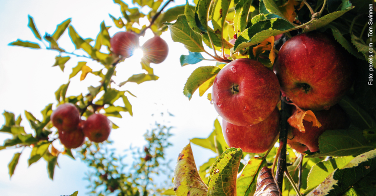 Jährlich am dritten September ist Internationaler Iss-einen-Apfel-Tag oder Eat an Apple Day.