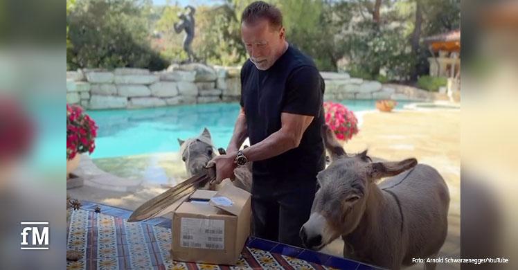 Arnold Schwarzenegger (mit Conan-Schwert), Esel 'Lulu' und Zwergpony 'Whiskey' freuen sich über die Buchpremiere von 'Be useful'