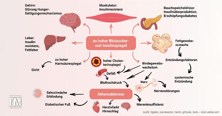 Ernährungsmythos Flexi-Carb: Auswirkungen eines zu hohen Blutzucker- und Insulinspiegels