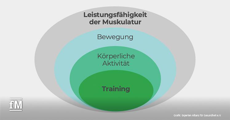 Trainingsplanung: Die Leistungsfähigkeit der Muskulatur wird durch das Zusammenspiel von Bewegung, körperliche Aktivität und Training beeinflusst