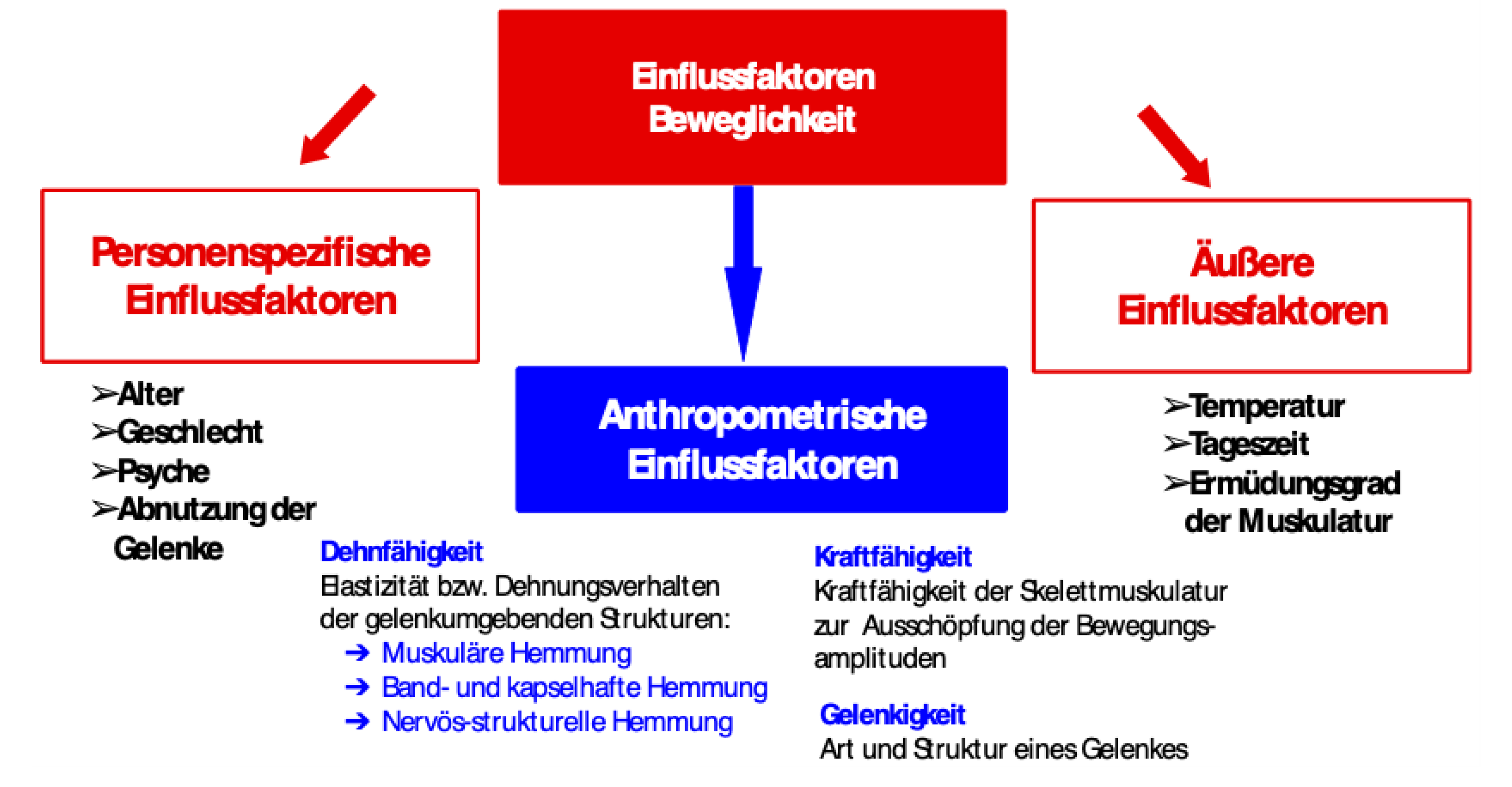 Einflussfaktoren auf die Beweglichkeit