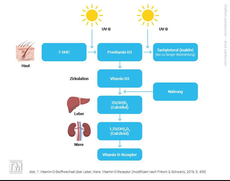 Vitamin-D-Stoffwechsel über Leber, Niere und Vitamin-D-Rezeptoren