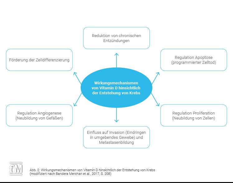 Wirkmechanismen von Vitamin D hinsichtlich der Entstehung von Krebs