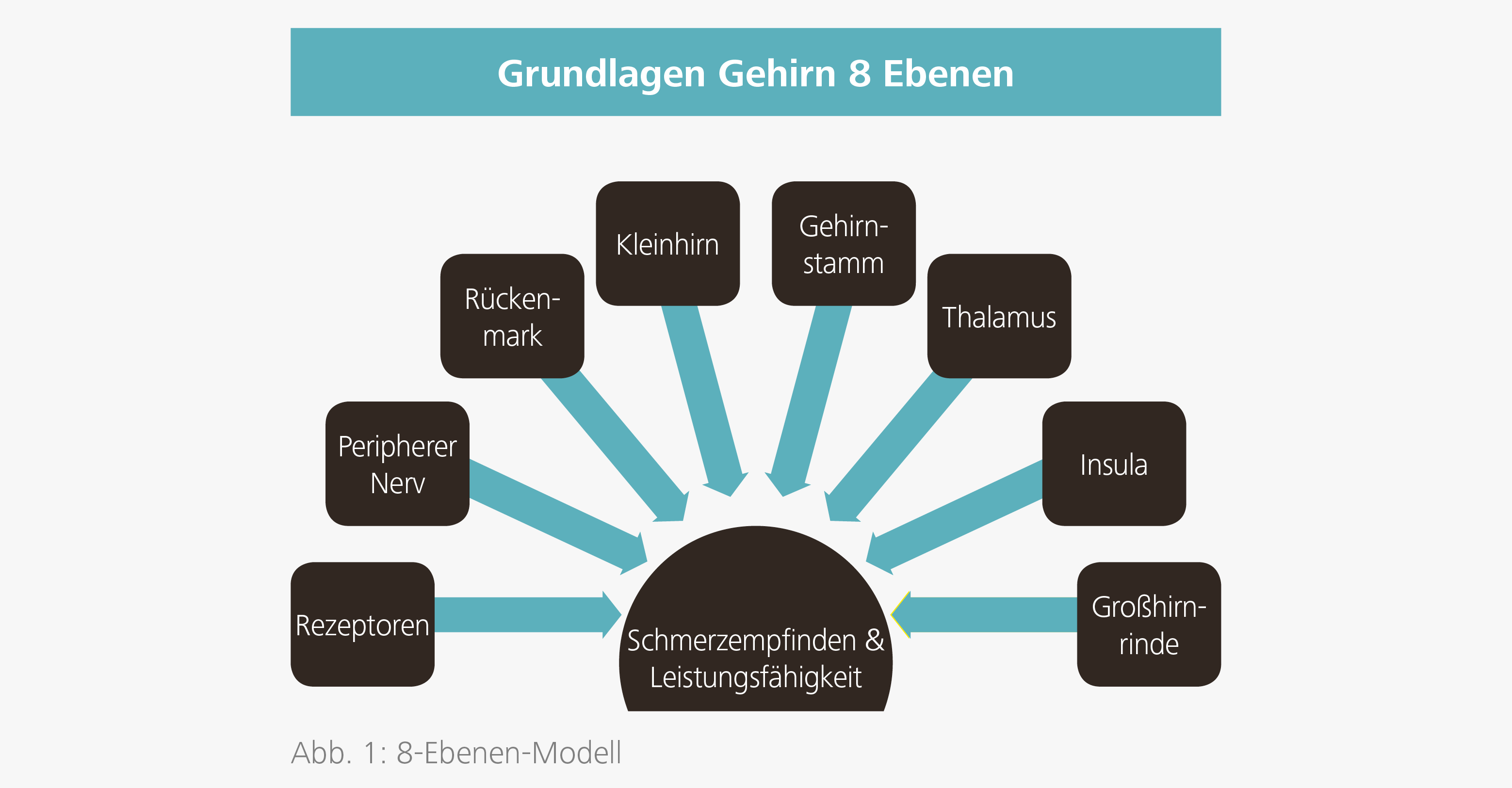 Grundlagen Gehirn 8 Ebenen