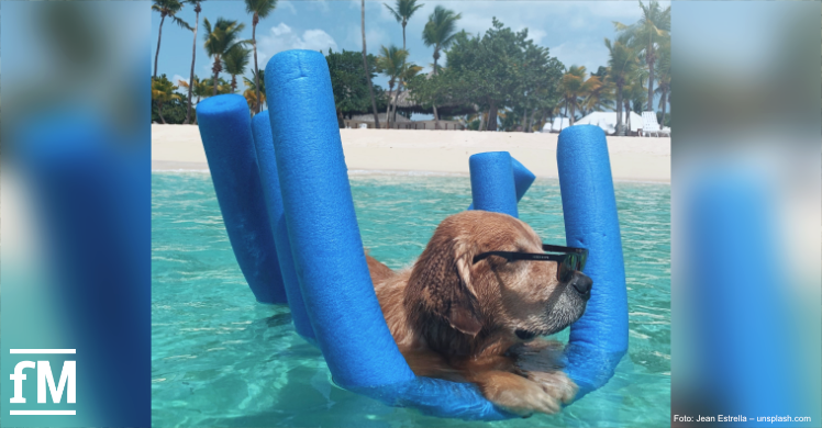 Chill mal: Dieser Hund macht es vor, wie Sie der Superhitze entkommen