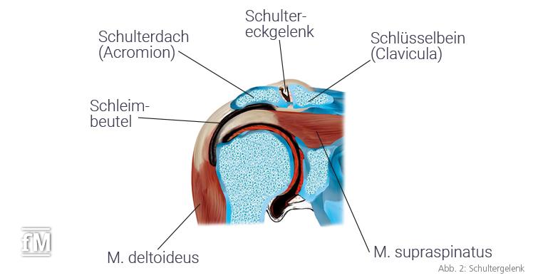 Abb. 2: Schultergelenk