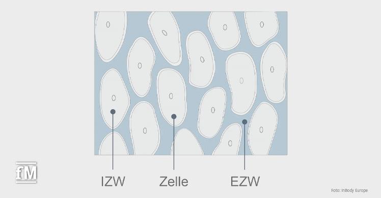 Zusammensetzung Körperwasser