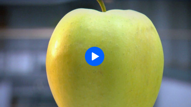 Videobeitrag 'planet wissen': Superfood Apfel – das heimische Obst schützt die Zellen vor freien Radikalen, die durch Umweltgifte, Zigarettenrauch oder Alkohol in den Körper gelangen.