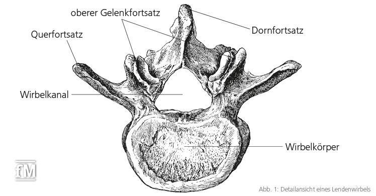 Abb. 1: Detailansicht eines Lendenwirbels