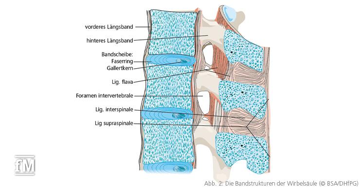Abb. 2: Die Bandstrukturen der Wirbelsäule