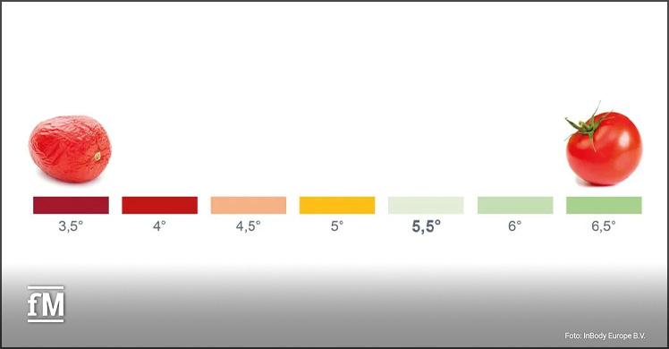 Darstellung der Phasenwinkelwerte und der Zusammenhang zur Zellgesundheit